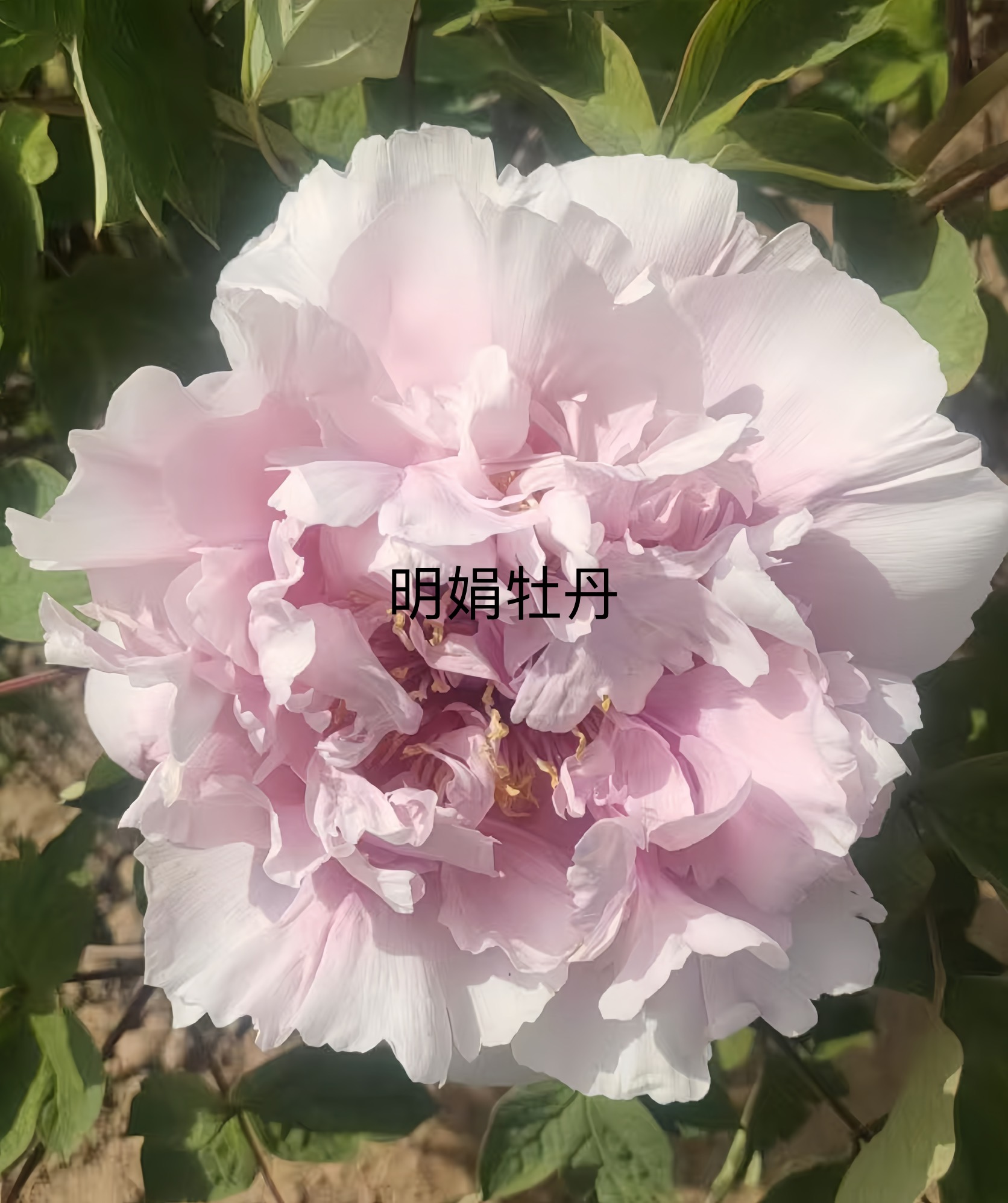 （明娟牡丹）{姊妹游春}先发肥料 秋天发苗