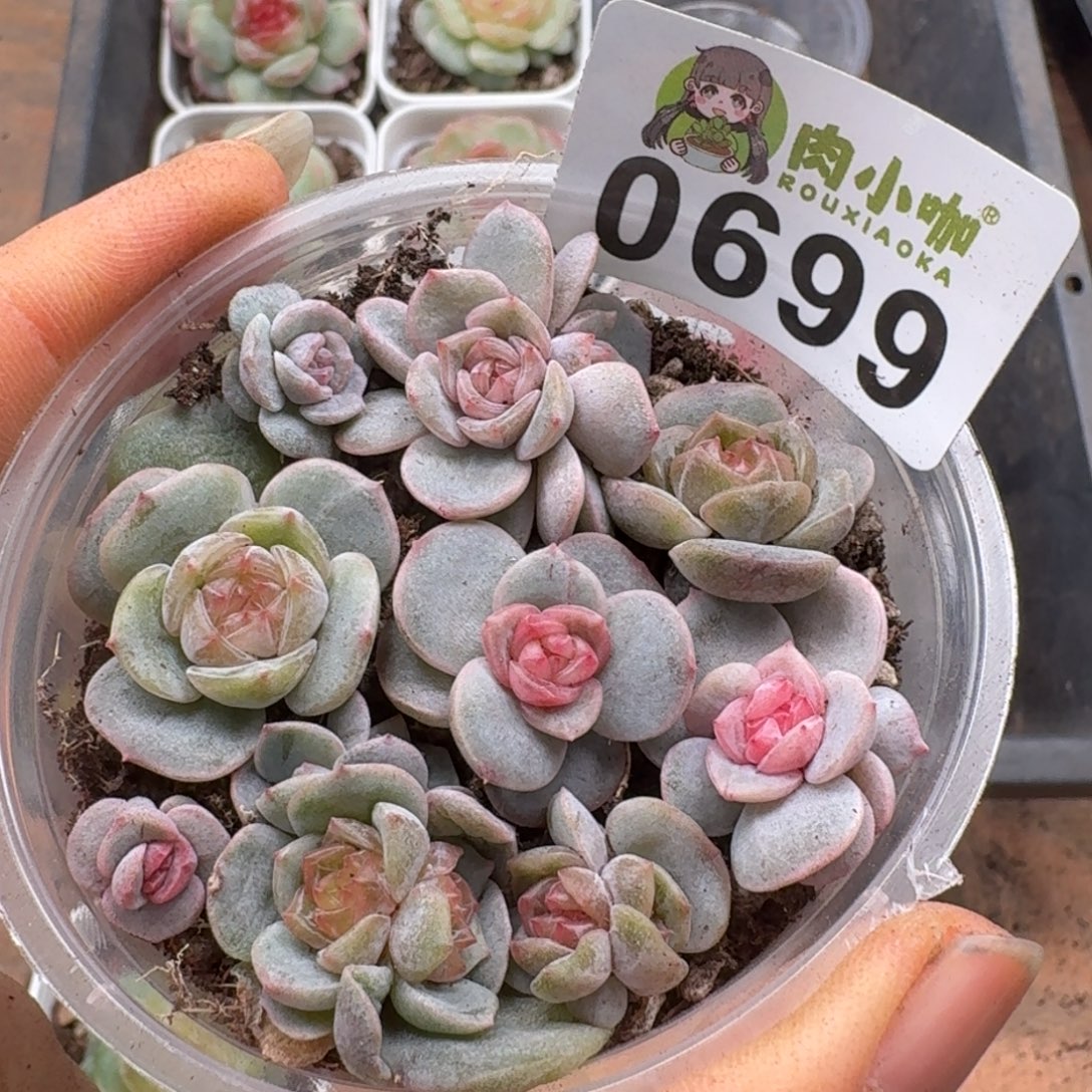 多肉植物多肉植物