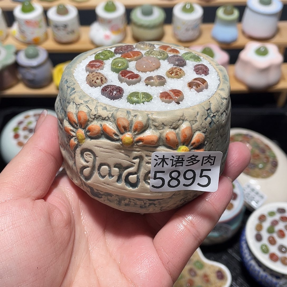 带盆土植物 一物一拍5895