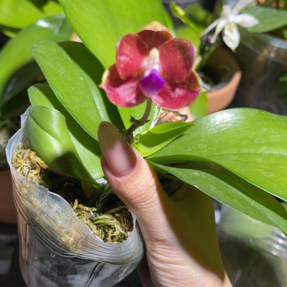 完全开放爪哇交反射龙