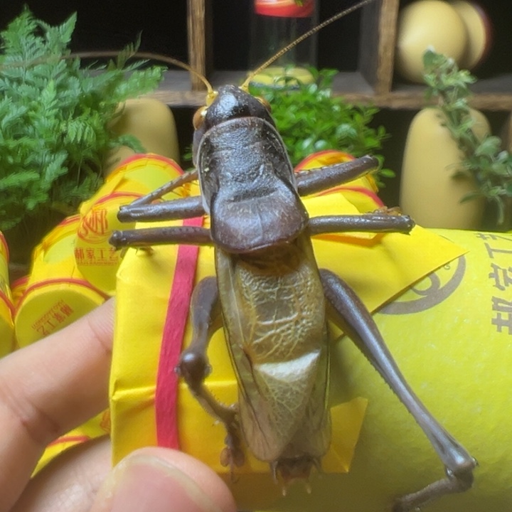 军***剑郝建伟大包蝈蝈一条