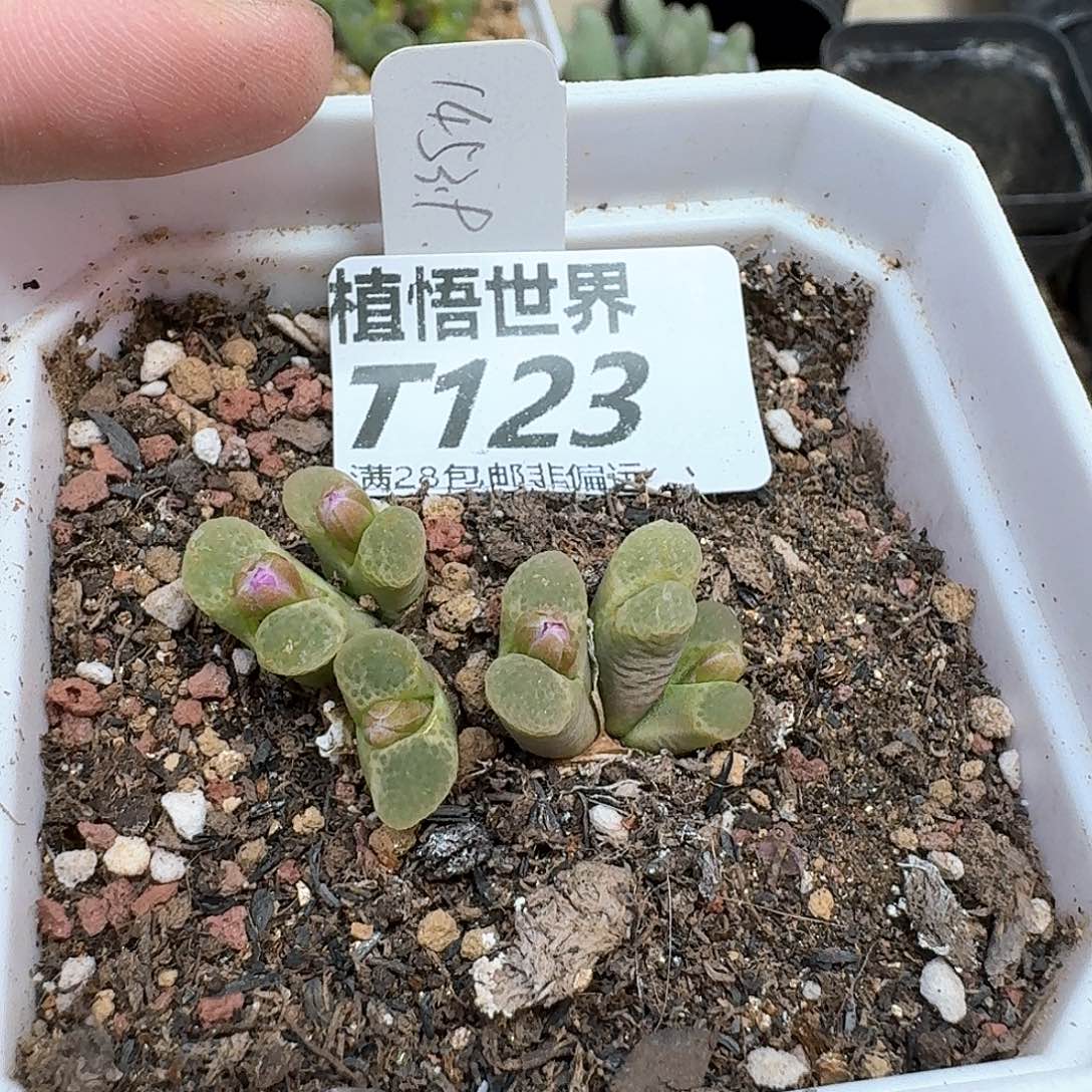 多肉植物的润泽rgv