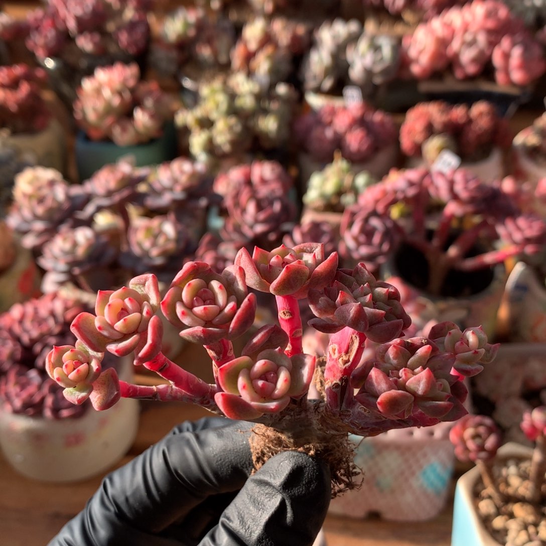 星影一物一拍 002