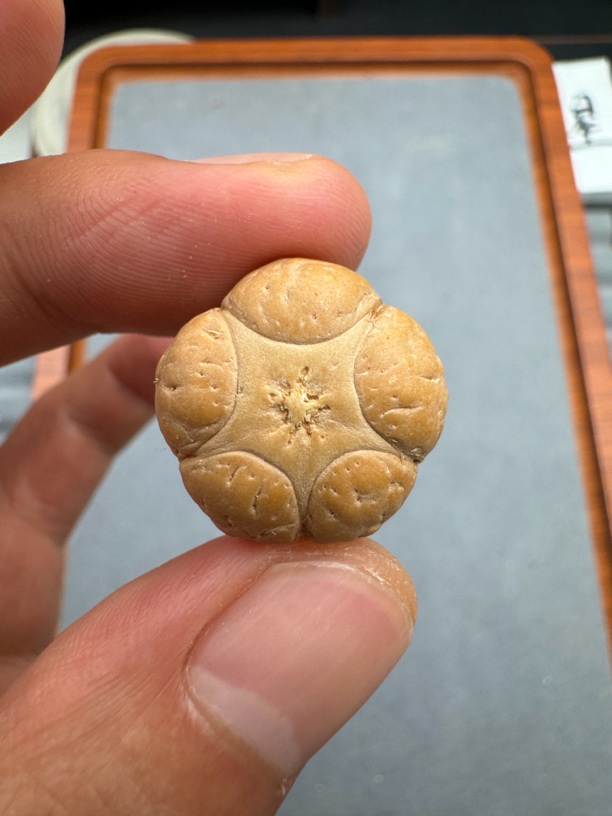 21+精品梅花五星上将菩提凤眼手串三通佛头，非质量问题开孔不退