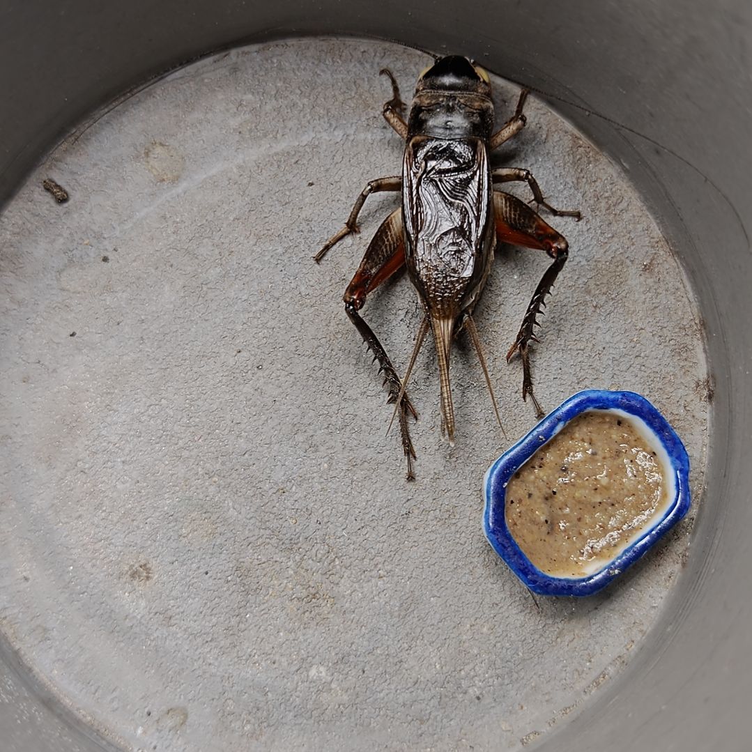 蟋蟀歪门邪调 熙熙90