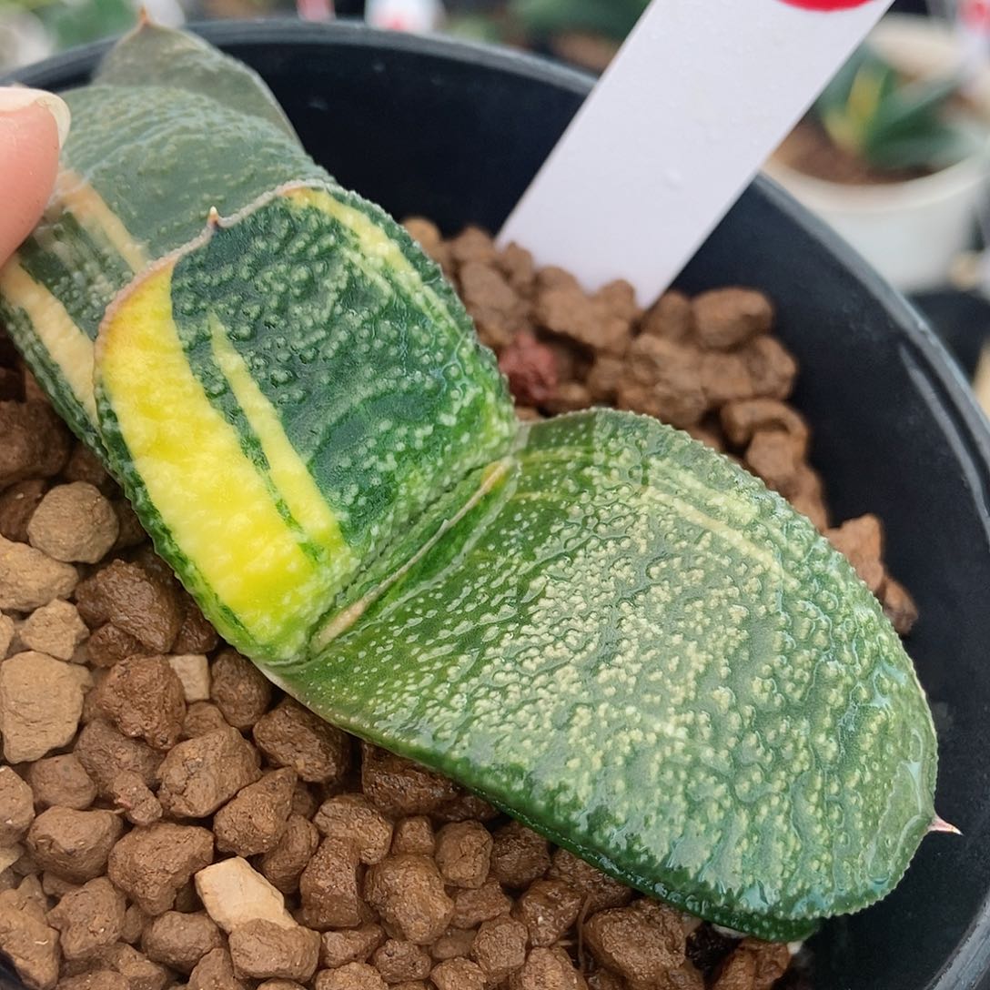 23卧牛实生锦宽叶大颗粒带盆发货