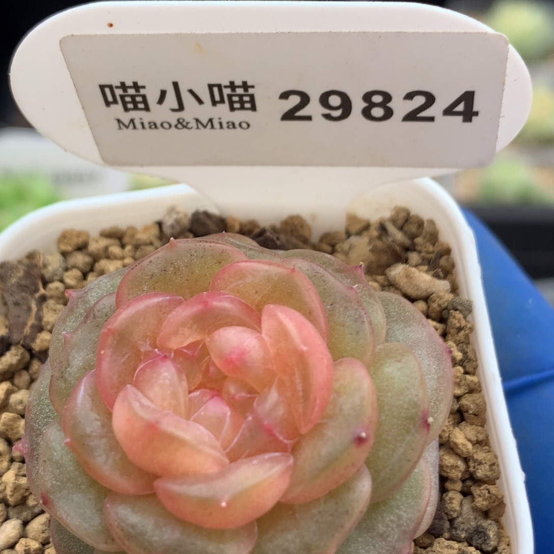 多肉植物杂交珍妮