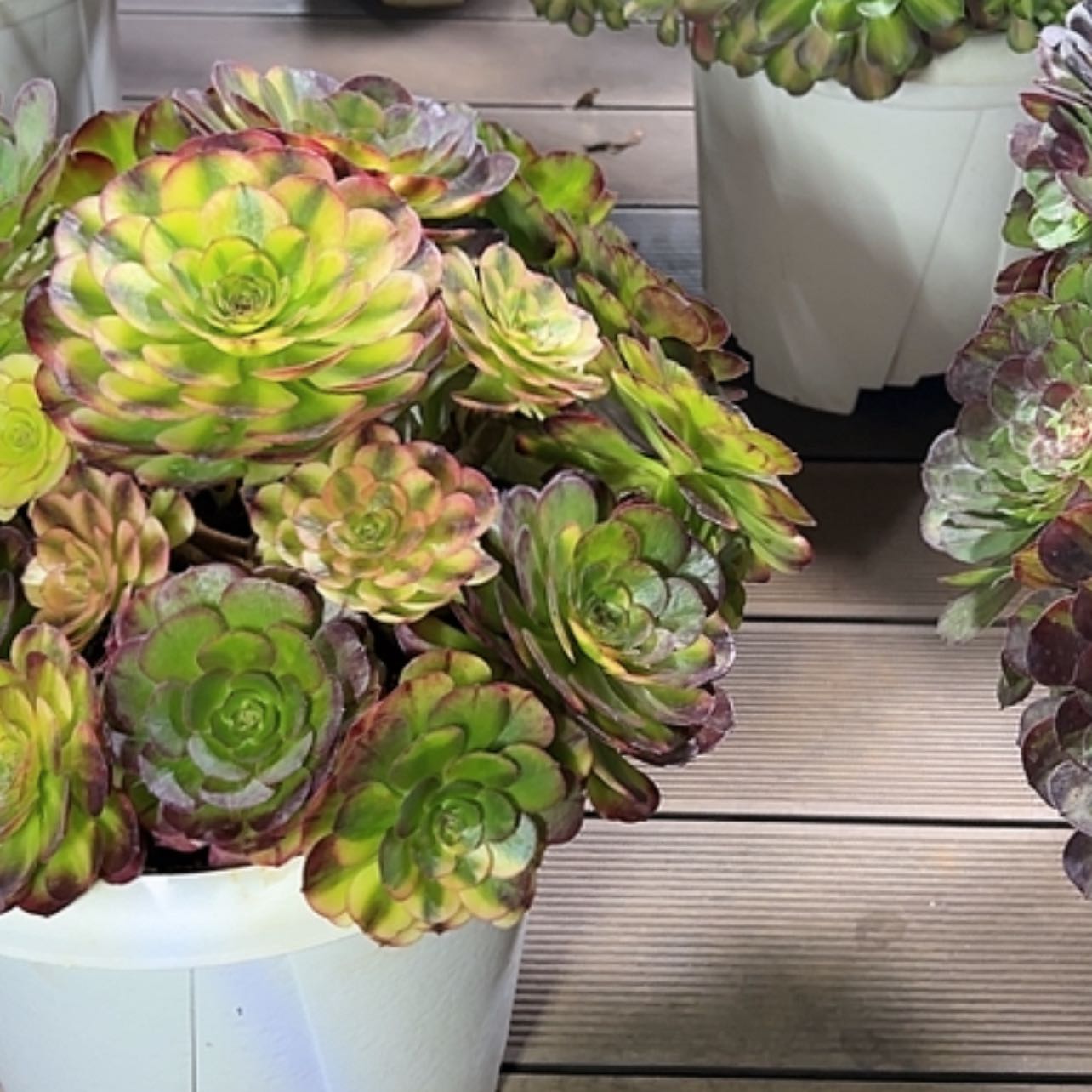 【闪购商品】红陶拉****311111111141111