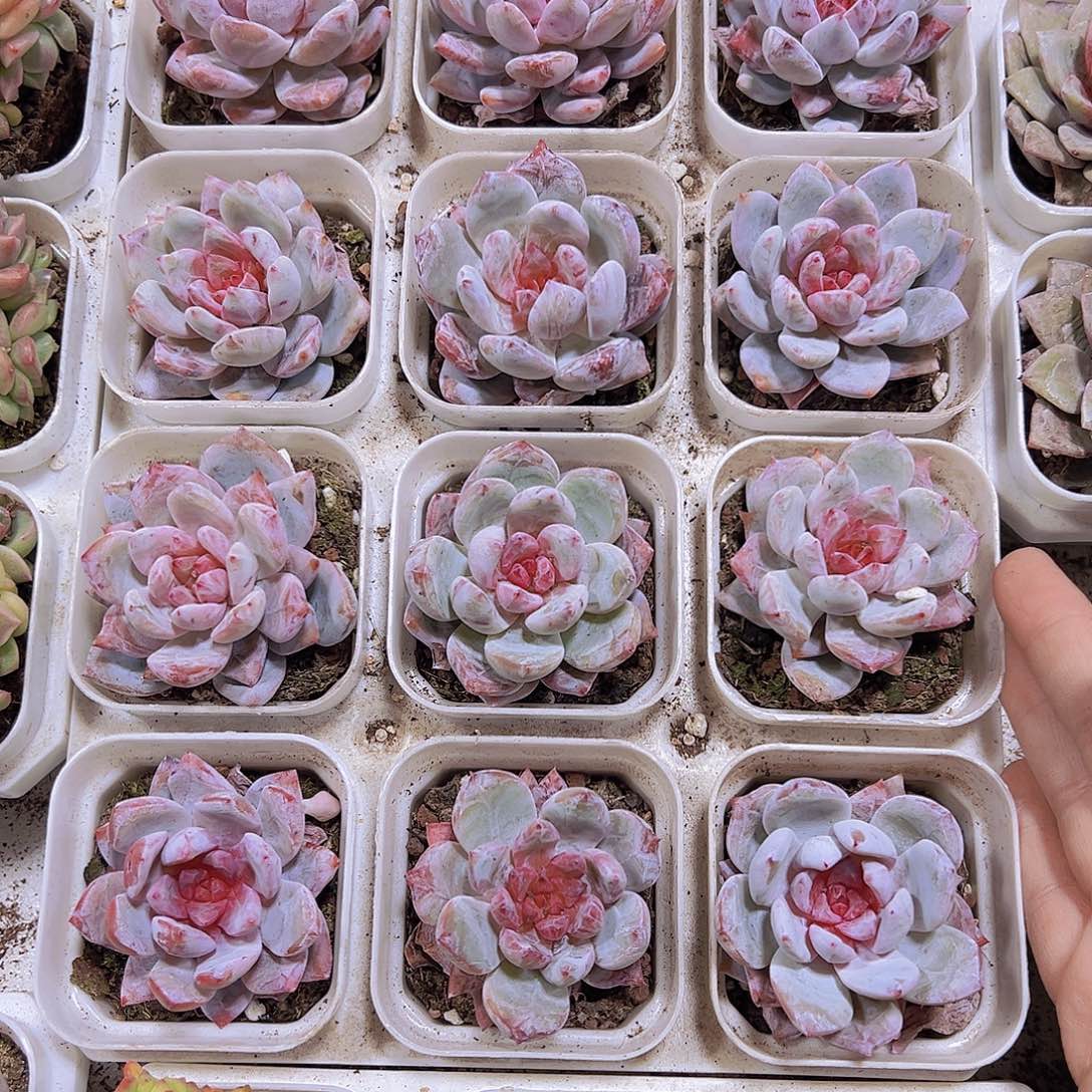 溏心雪天使19包邮