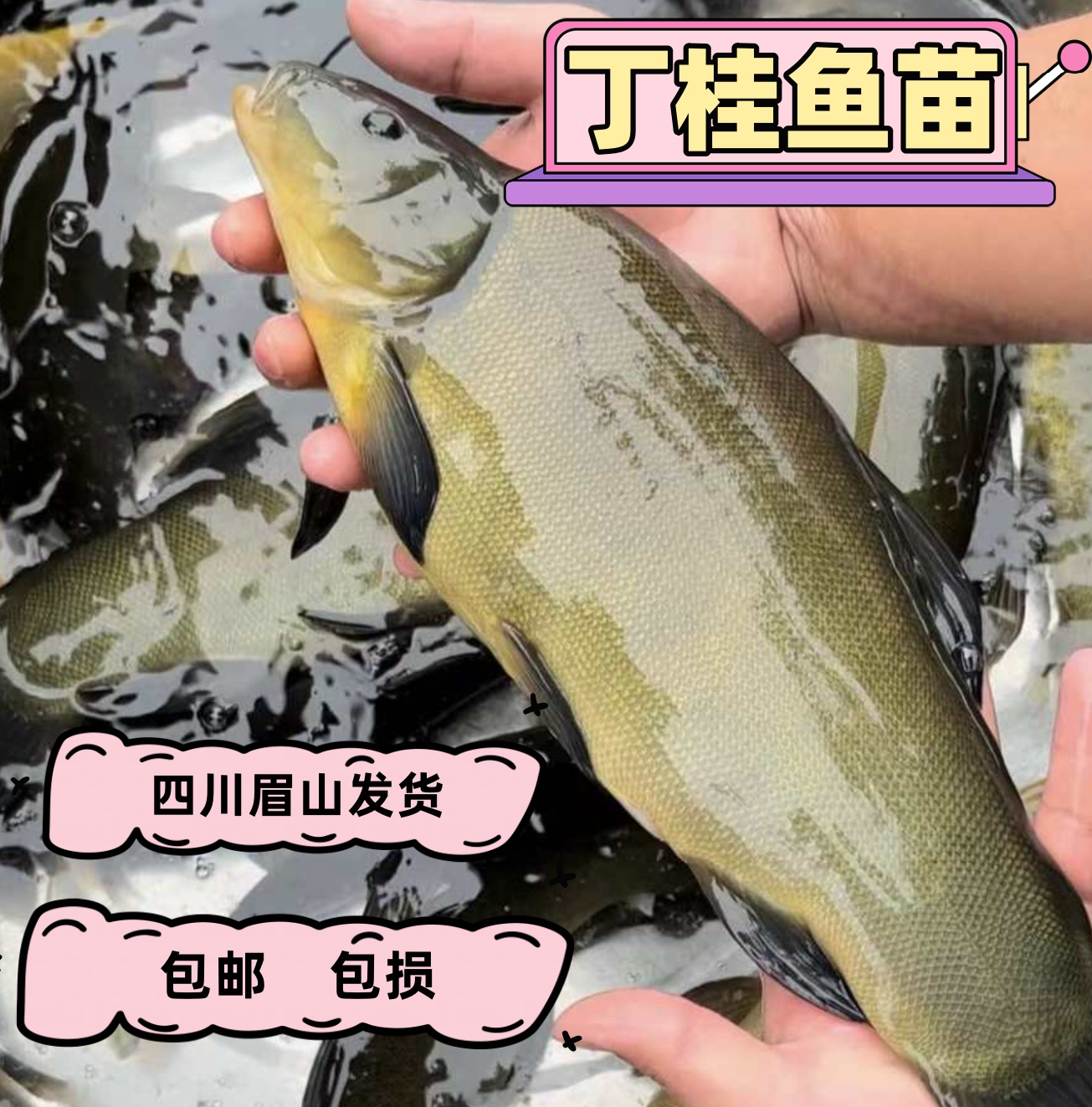 丁桂鱼 淡水养殖 渔场直发 水族宠物鱼