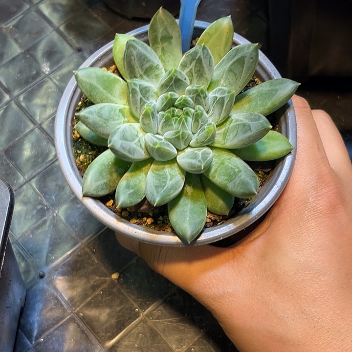 多肉植物雪花美人030