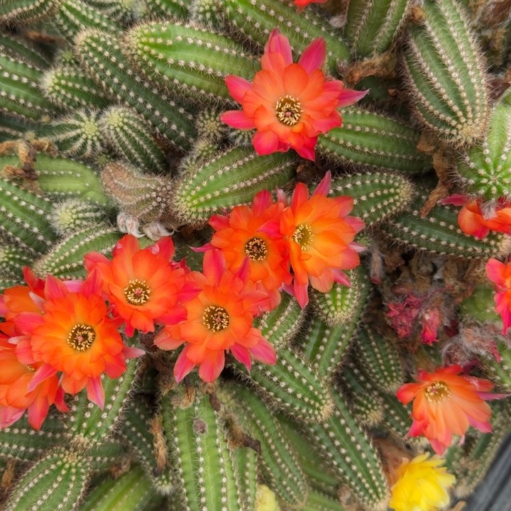 白檀仙人掌568侧芽一个