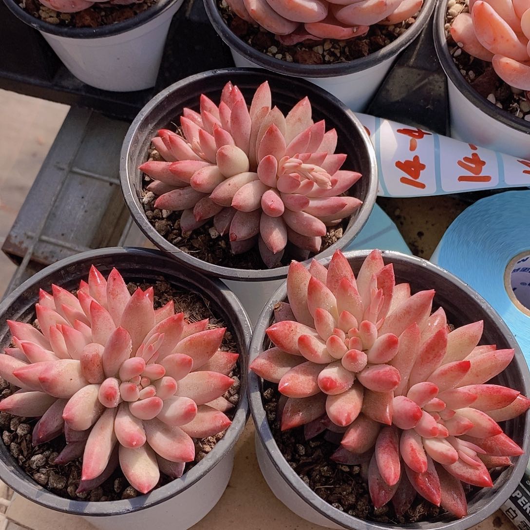 0214-车厘子双头一颗量拍