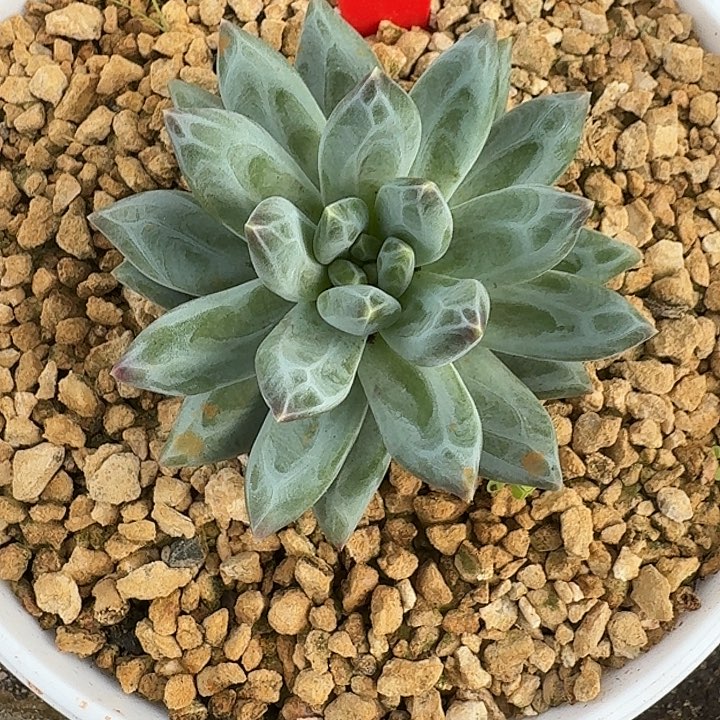 维斯特曼540多肉植物