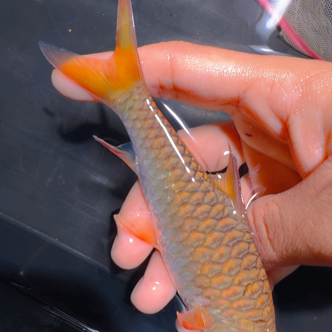 吉罗鱼哥拉巴拉红吉罗