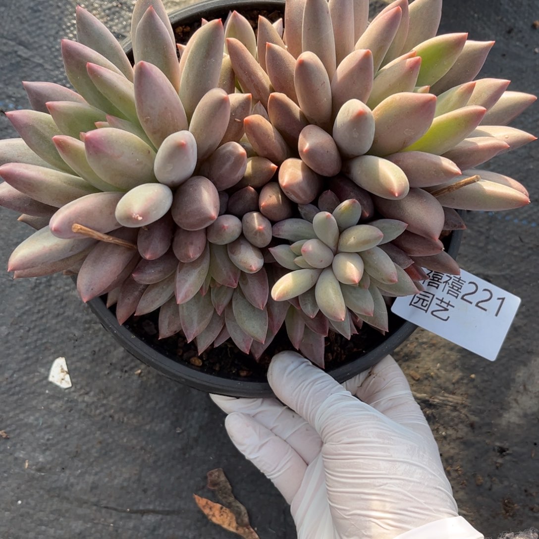 221水晶球多肉植物……