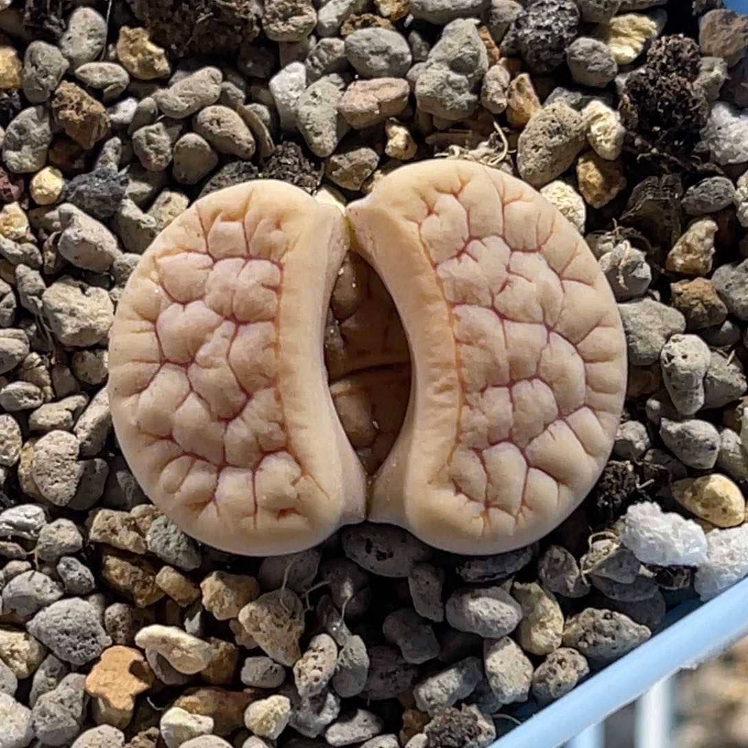 4947红纹凹凸189尺寸2.9