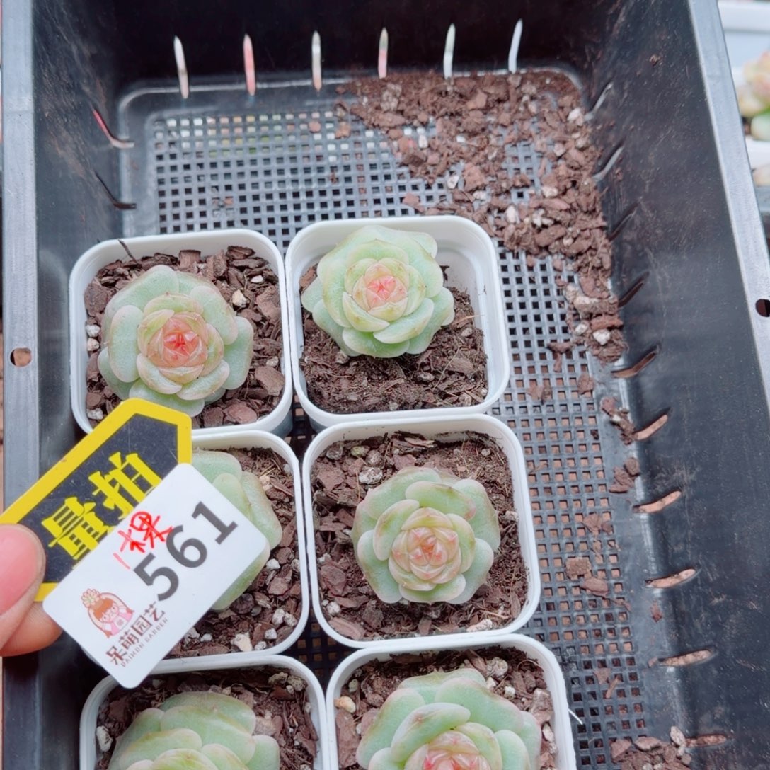 多肉植物多肉植物