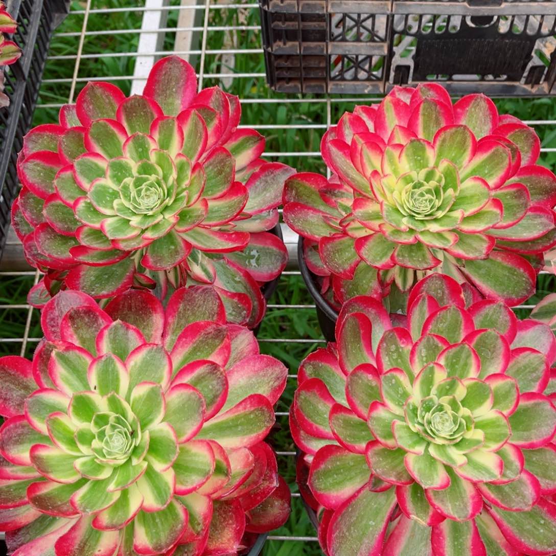 玉资量拍多肉法师