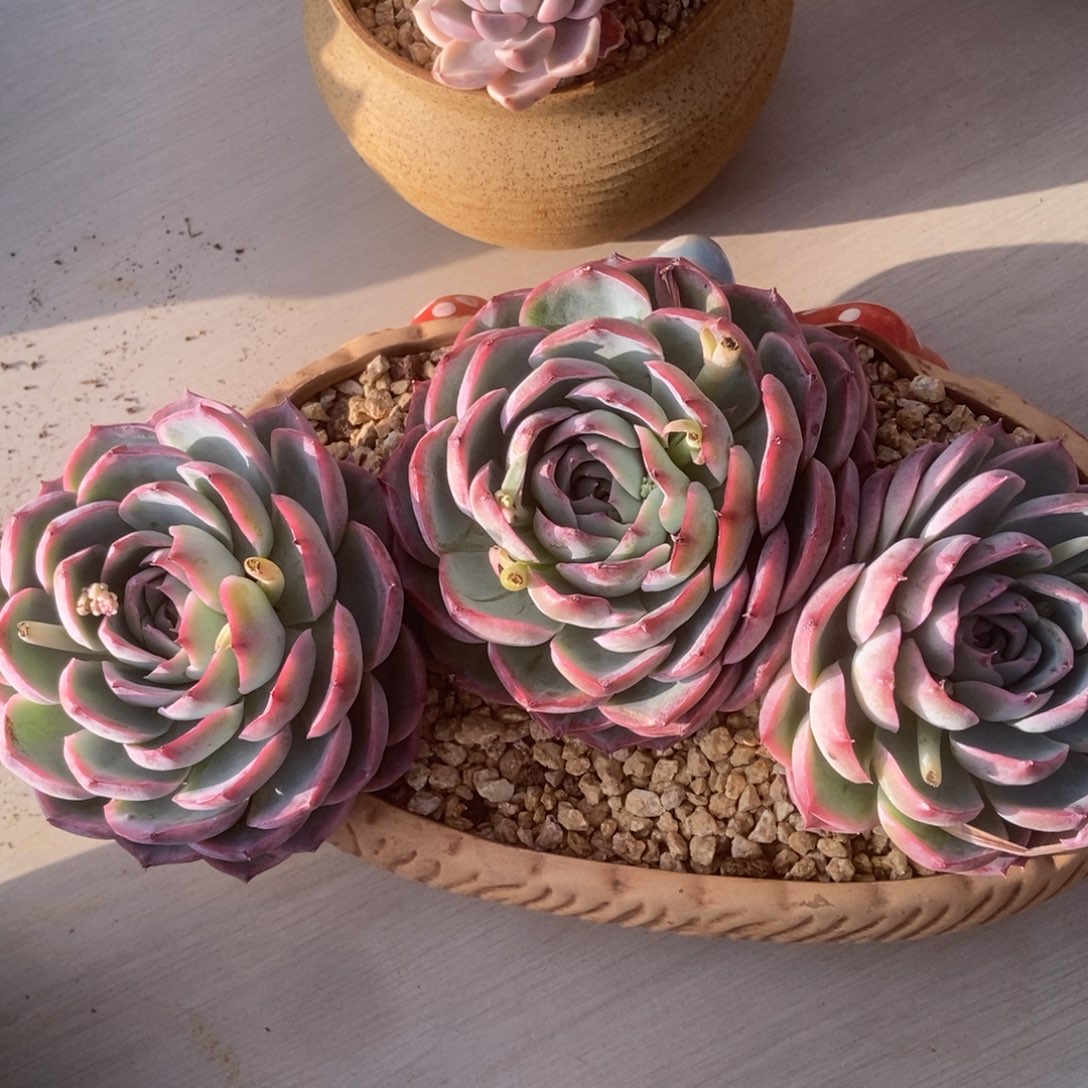 侧影多肉多肉多肉多肉多肉