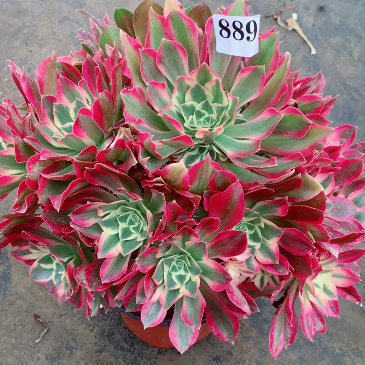 多肉植物女巫889