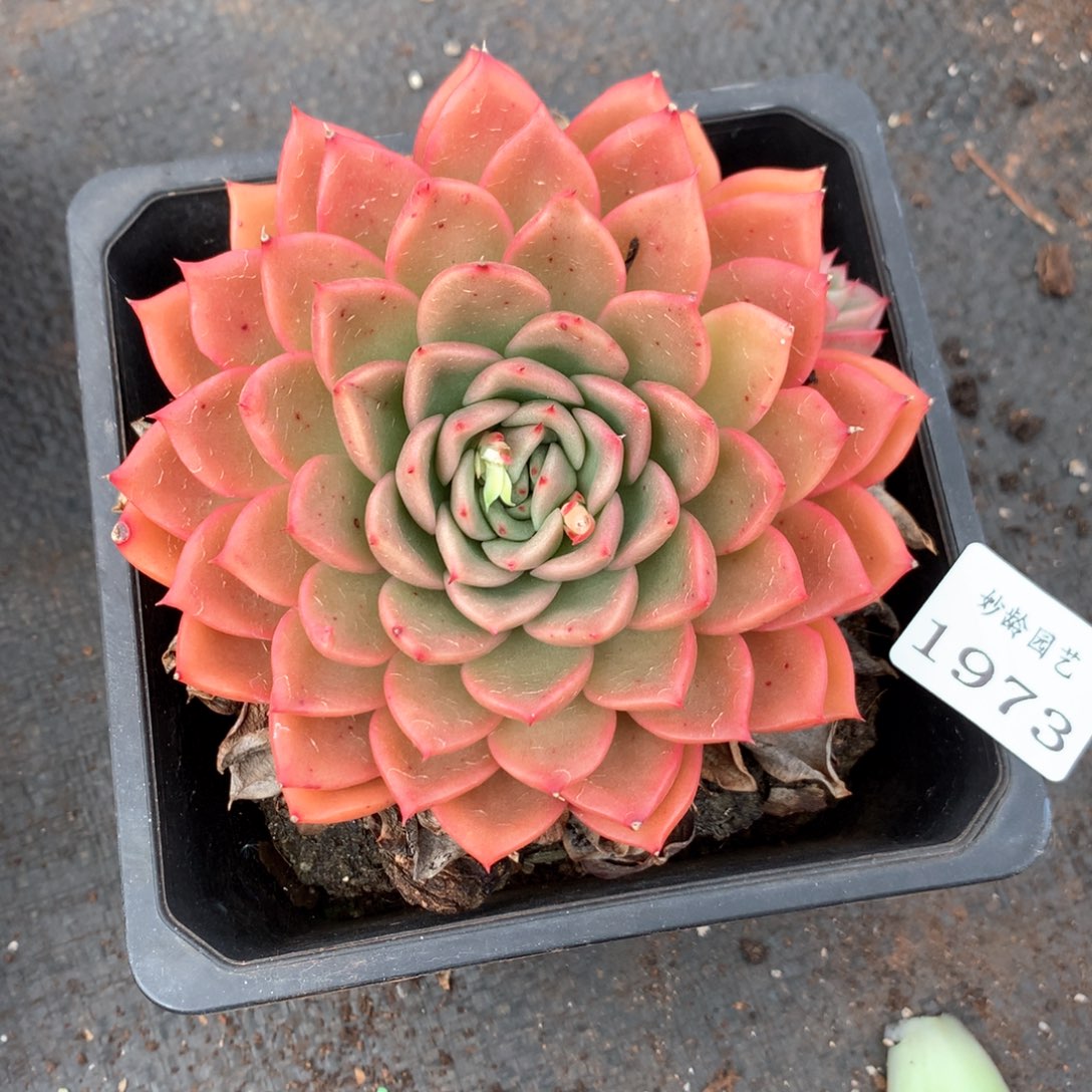 我****塞1973杂交多肉植物