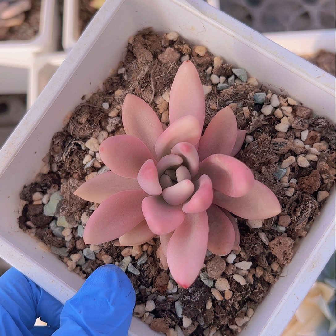 桃花源锦，覆轮锦