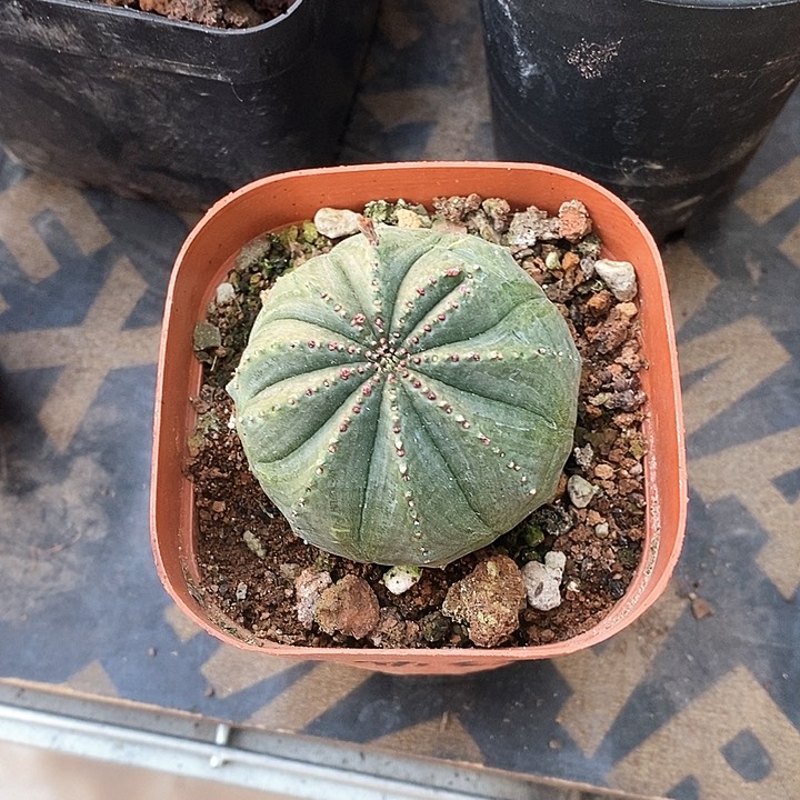 布纹球阀是采用一条金属