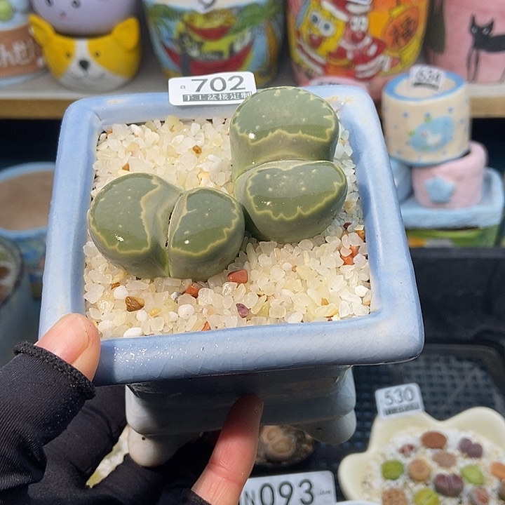 大舅生石花肉锥多肉702