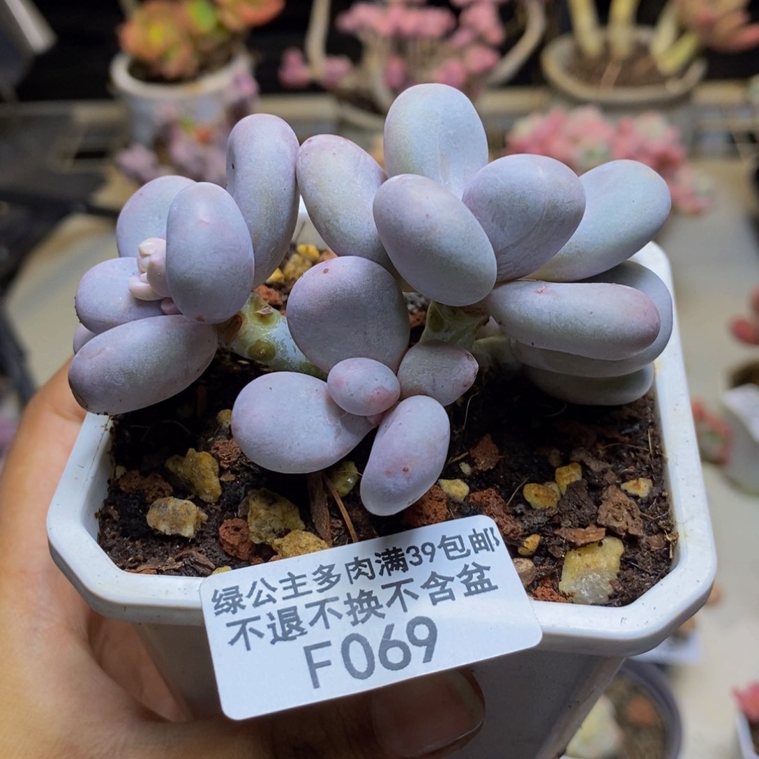 069水光针多肉5cm