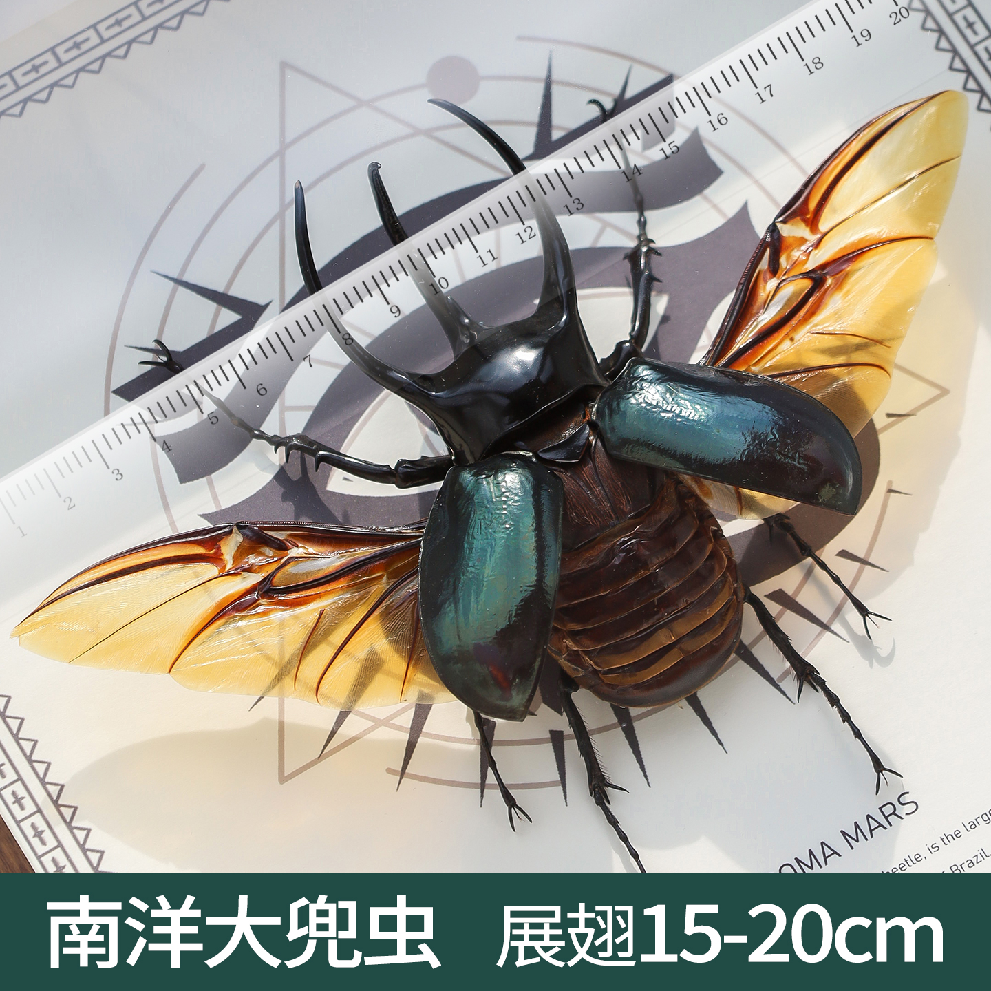 南洋大兜虫真昆虫标本大虫子家居摆件客厅酒柜挂画科普送朋友礼物