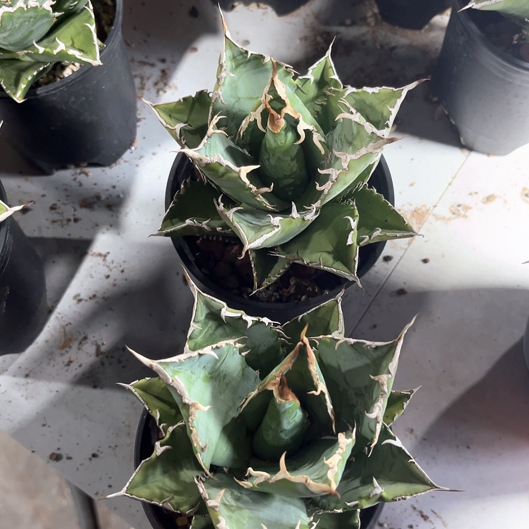 龙舌兰老白鲸2颗组合