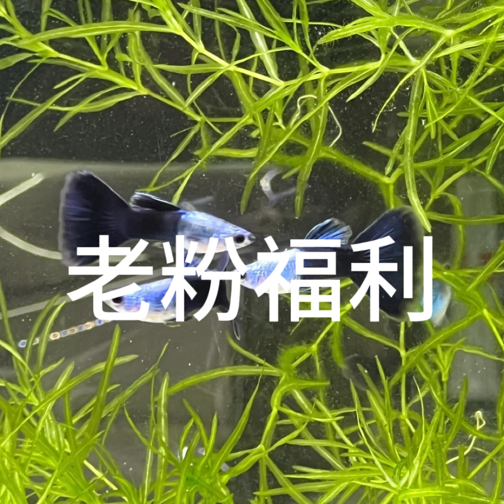 直播间专属 孔雀鱼观赏鱼 小型