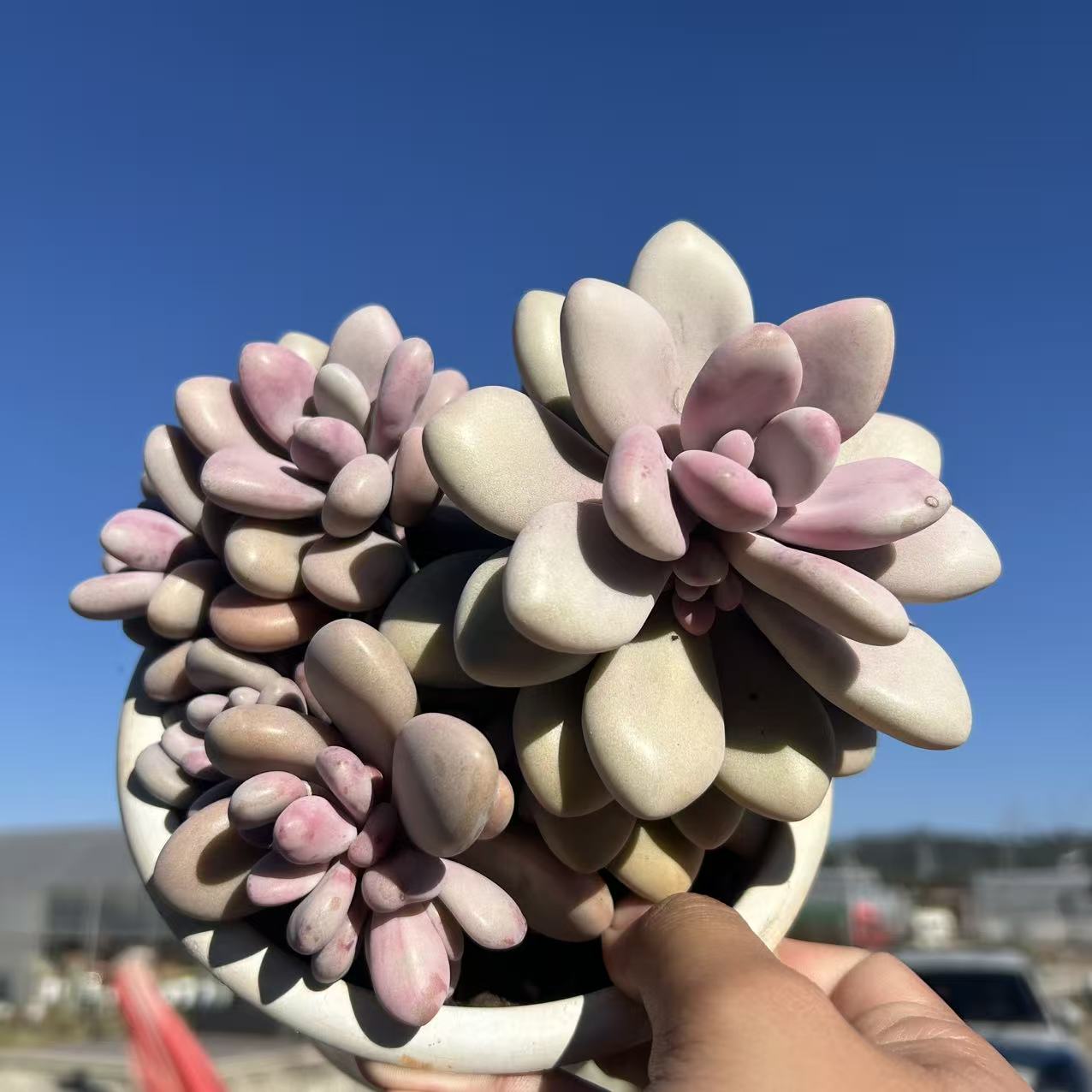 白盆桃蛋    多肉