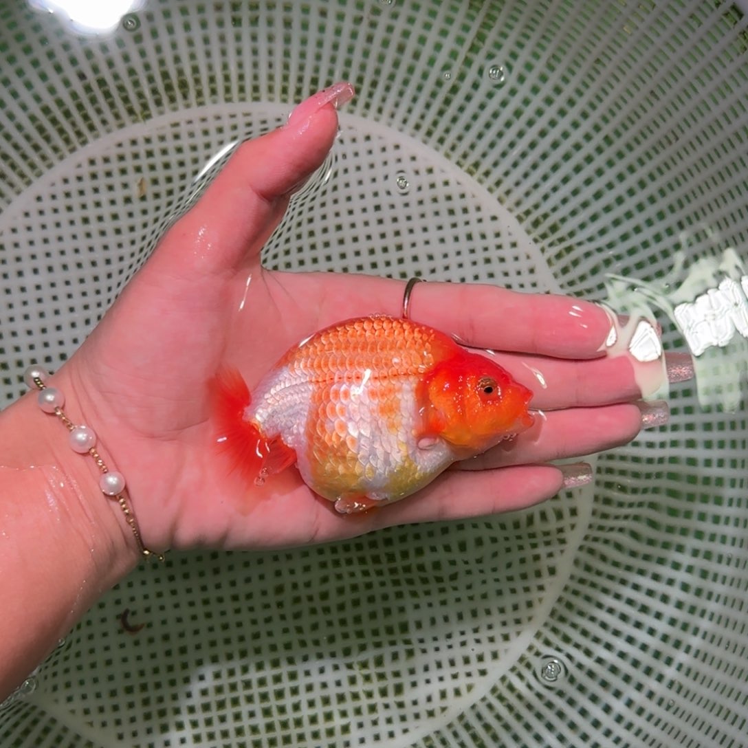 金鱼亚成兰寿亚成兰寿