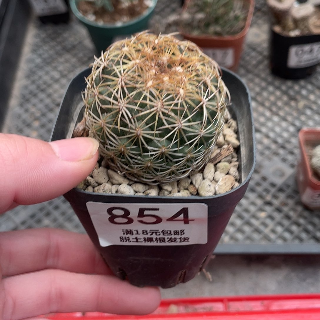 854儒衣（满18包邮）