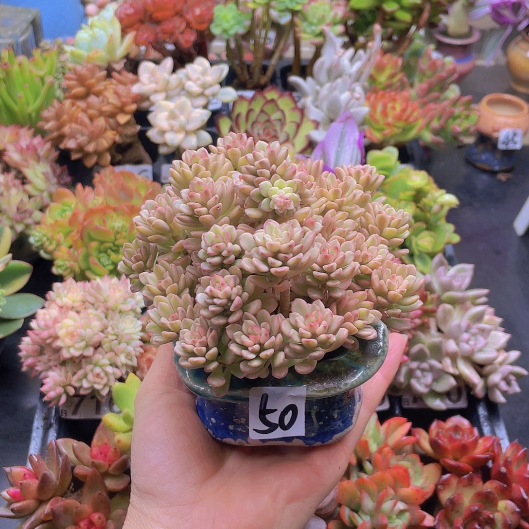 玉***晗花钱花钱花钱花钱花钱花钱