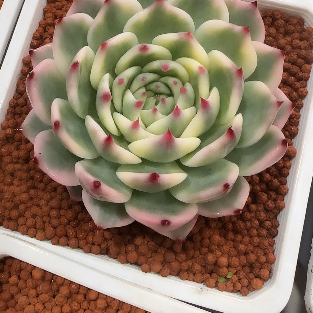 吉娃娃锦多肉植物