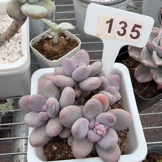 135奶酪一物一拍多肉