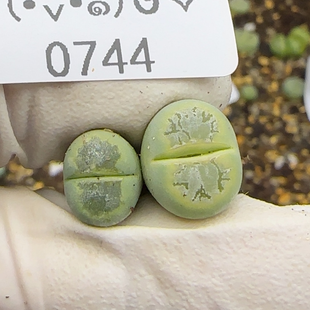 手***10744。默认脱土。18包邮。偏远88包邮