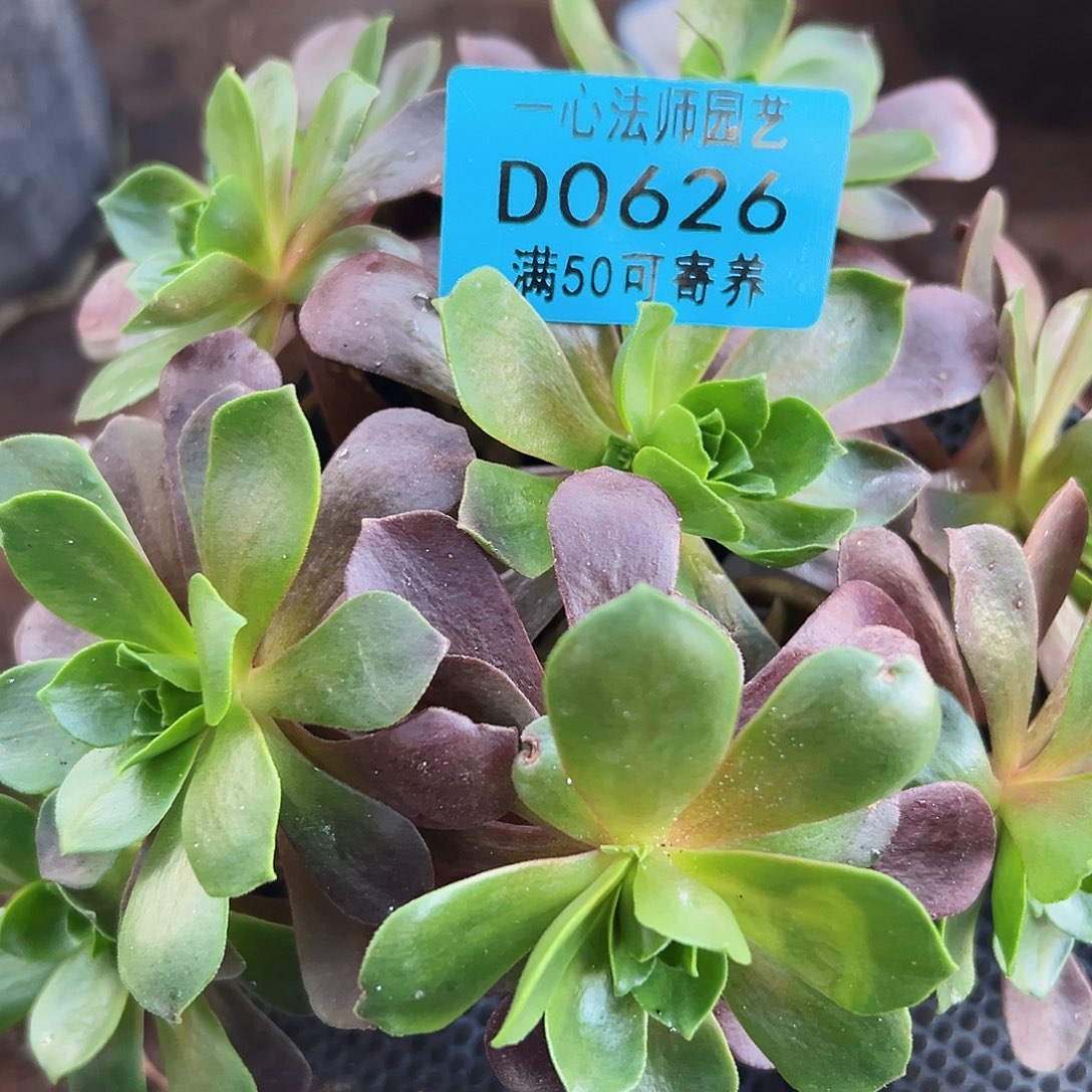 多肉植物多肉植物0626