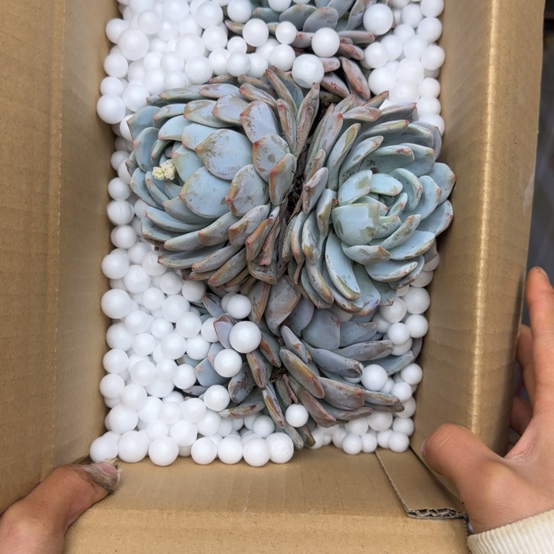 橙梦露砍头 不包损13米