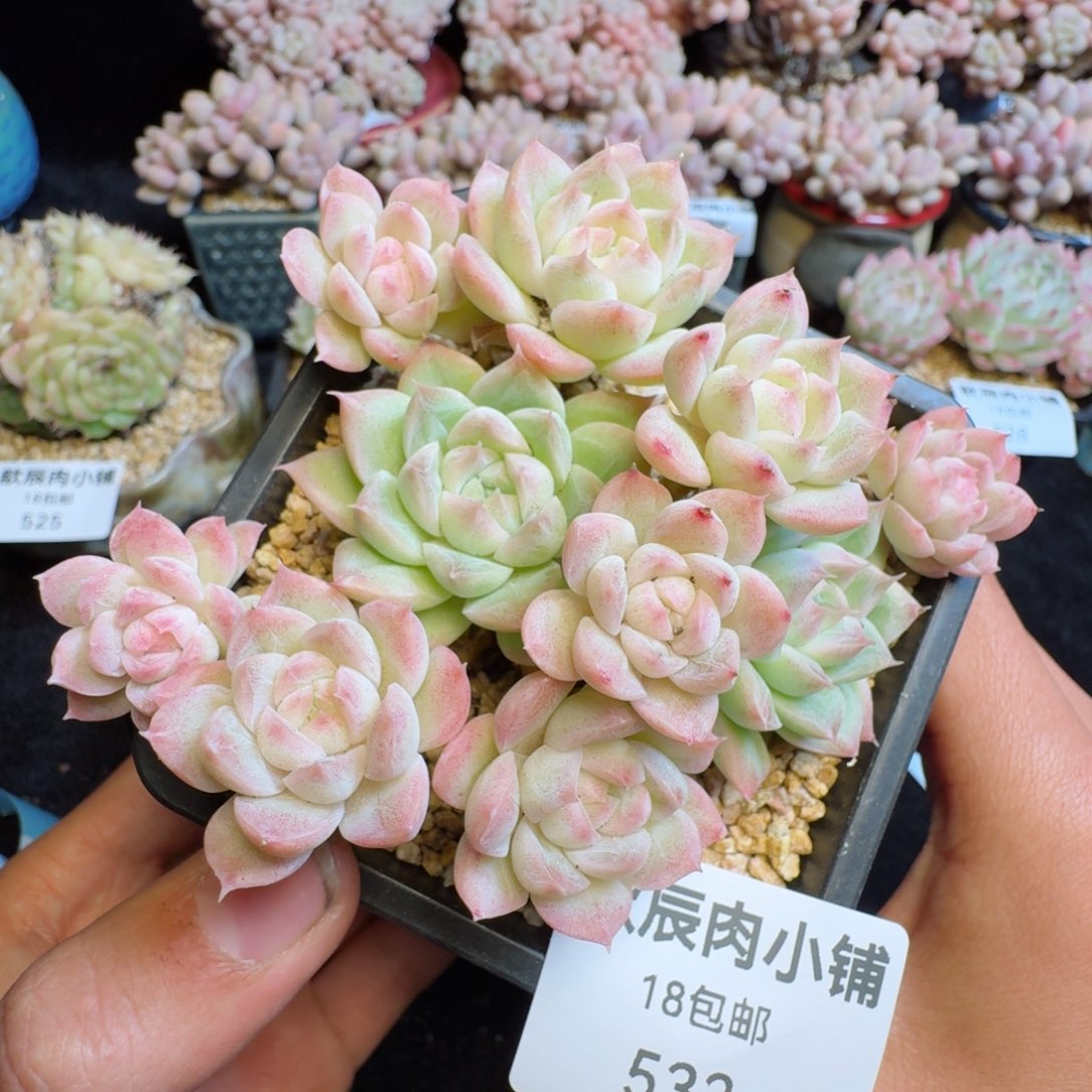 多肉植物  532  麦秆