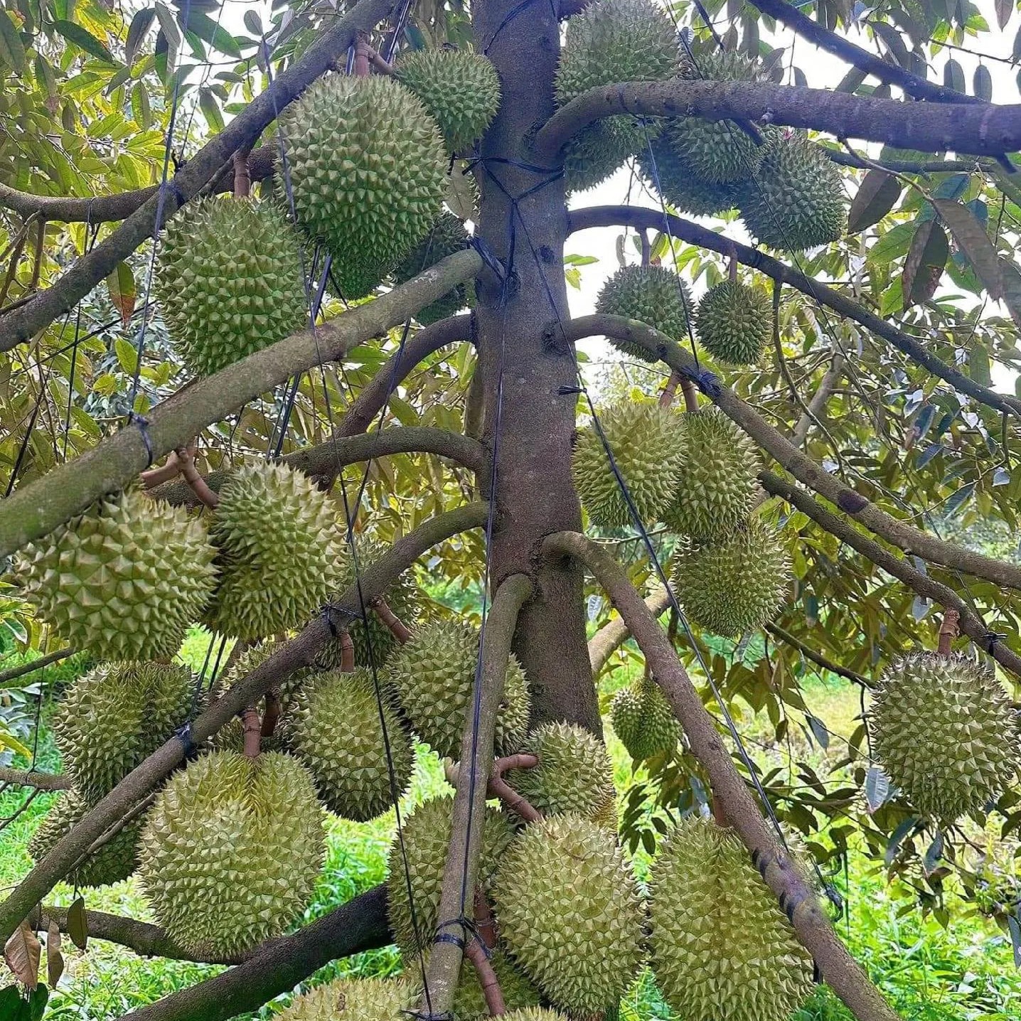 金枕榴莲 3-9斤 干包黄肉 鲜榴莲 核小金枕越南