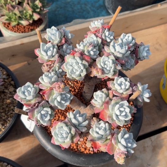 投**剑新年快乐～谢谢哥6713