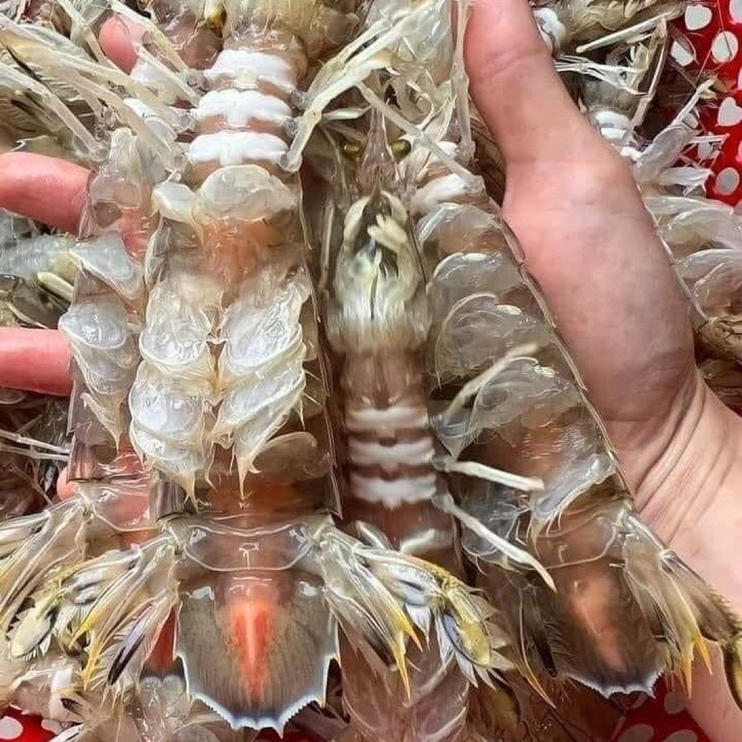 北海本港野生皮皮虾  活虾煮熟蒸熟发货 