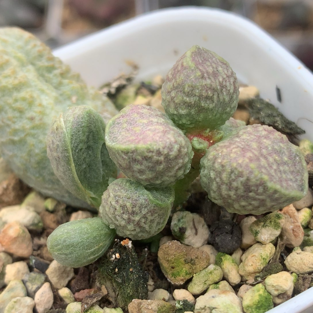 毕方水泡一物一拍 多肉植物盆栽新手好养番杏科办公室花卉绿植