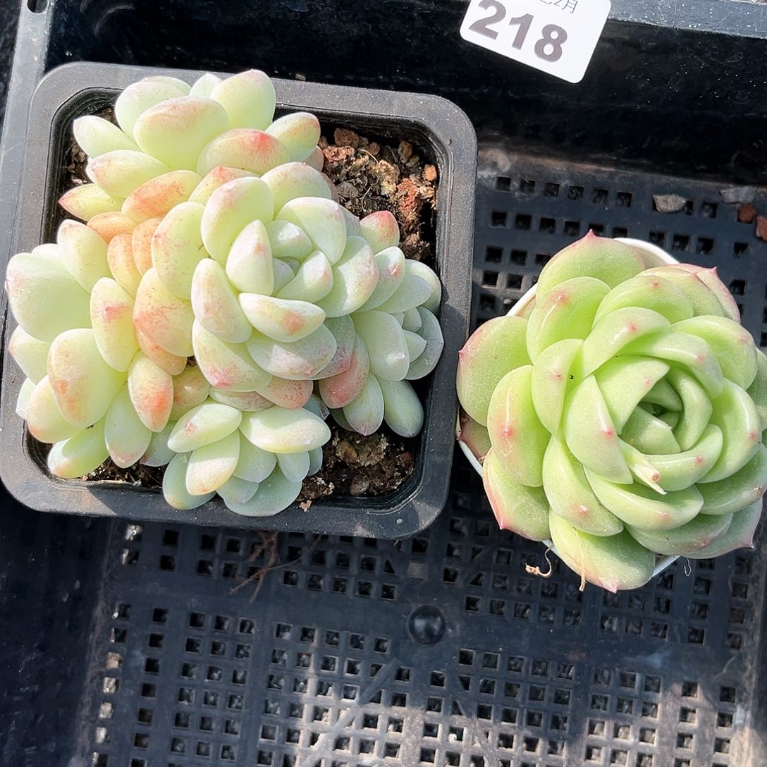 阿雅园艺。         218