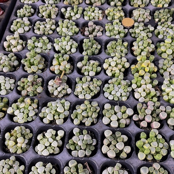12颗一组小五十铃玉12颗