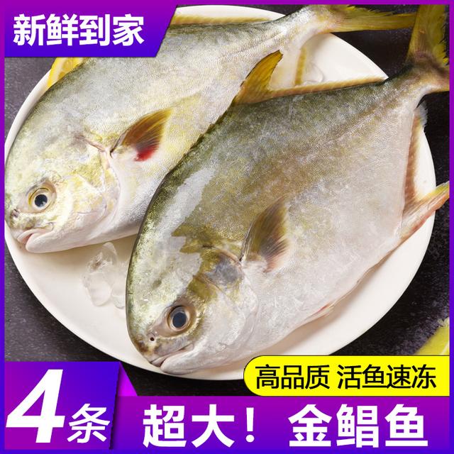 连云港发货特大号新鲜速冻金鲳鱼450550/条